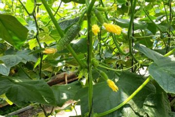 Fertilizantes para Pepinos